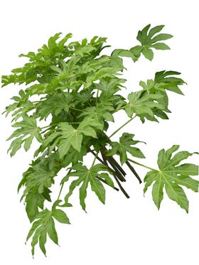 单株小植物