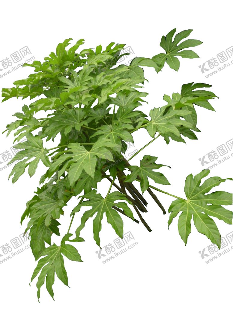 编号：97991909201032562476【酷图网】源文件下载-单株小植物
