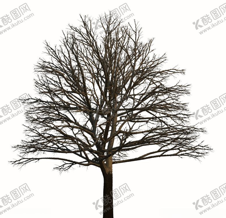 编号：20975910151215101022【酷图网】源文件下载-树林