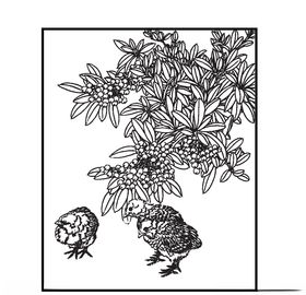 小鸡与果实