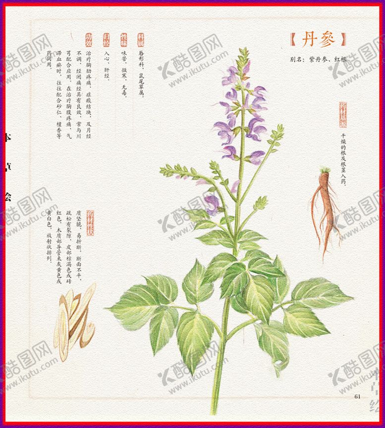 编号：27035505100735277366【酷图网】源文件下载-丹参