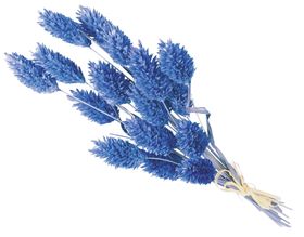 免抠背景干花枯花