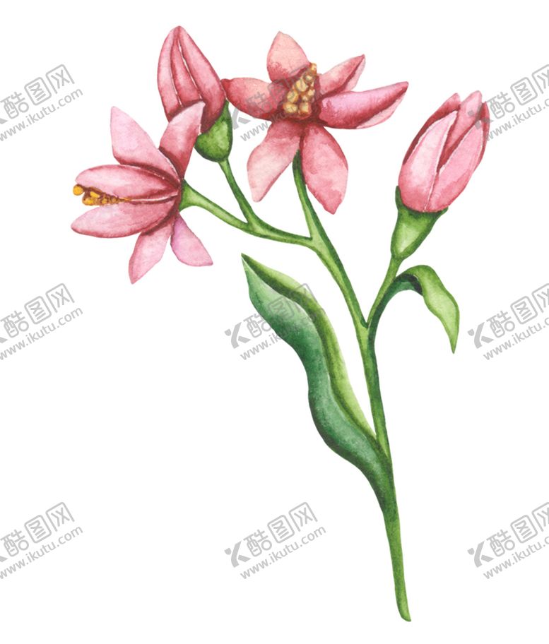 编号：44648809221404246451【酷图网】源文件下载-花卉