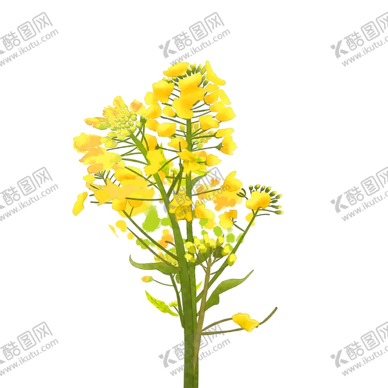 编号：24232603242258375850【酷图网】源文件下载-黄色油菜花