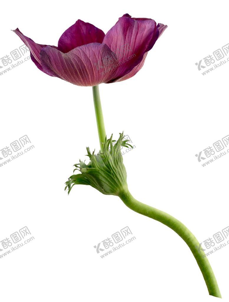 编号：47286910230253459770【酷图网】源文件下载-花卉背景 