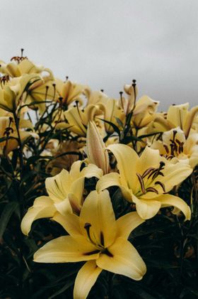 百合花草自然景观摄影