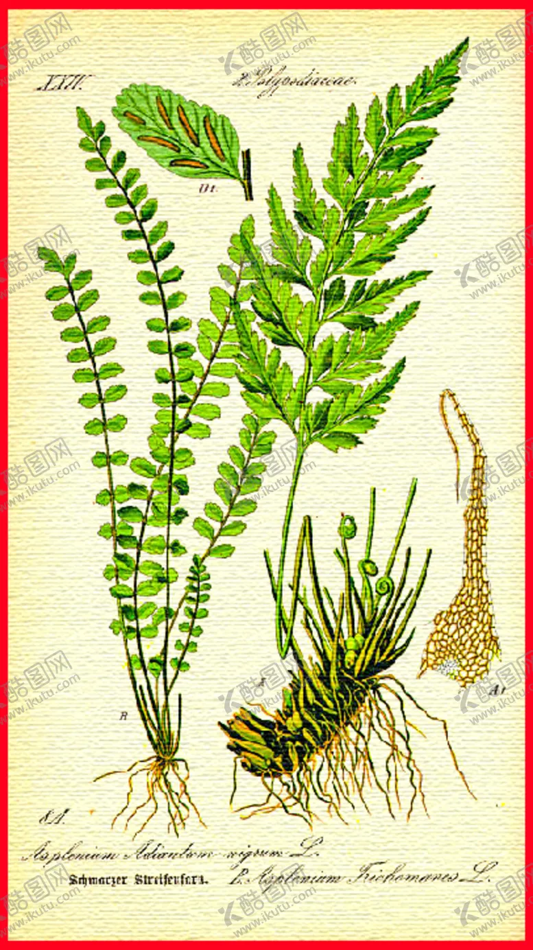 编号：74611404060506374370【酷图网】源文件下载-植物根茎叶