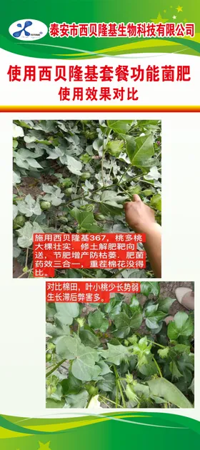 西贝隆基菌肥展架