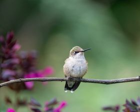 蜂鸟