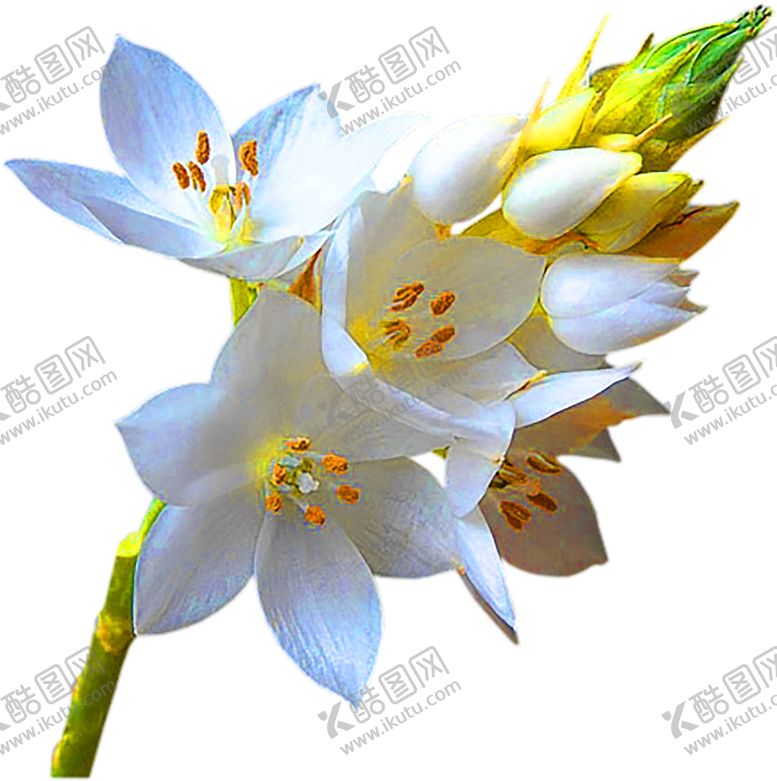 编号：37187506151143056872【酷图网】源文件下载-花素材