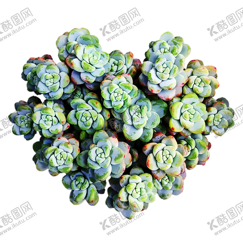 编号：08379110081616465342【酷图网】源文件下载-多肉植物心型劳尔