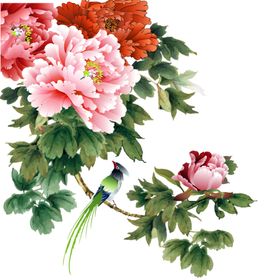牡丹花