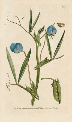 欧式复古色调花朵植物