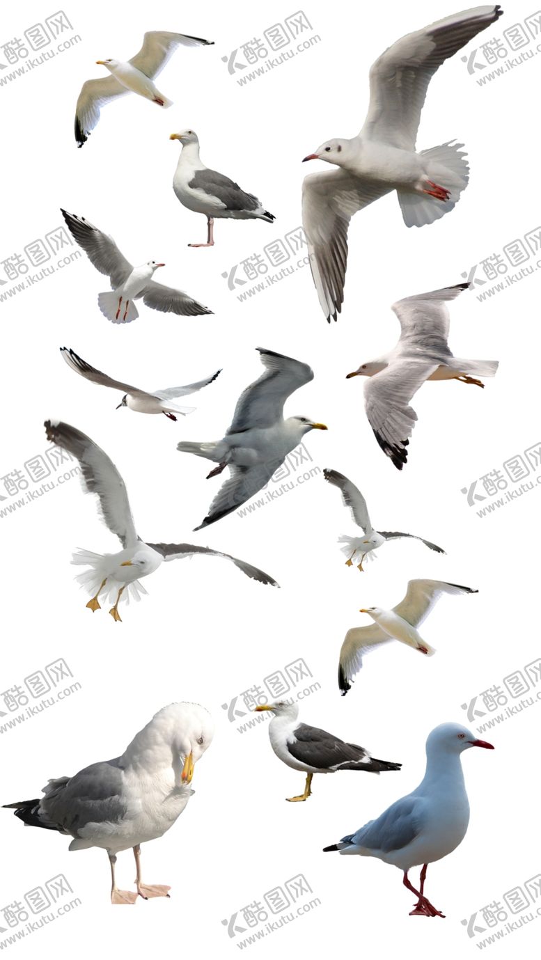 编号：74328009140331221580【酷图网】源文件下载-高清免扣海鸥素材水鸟飞鸟