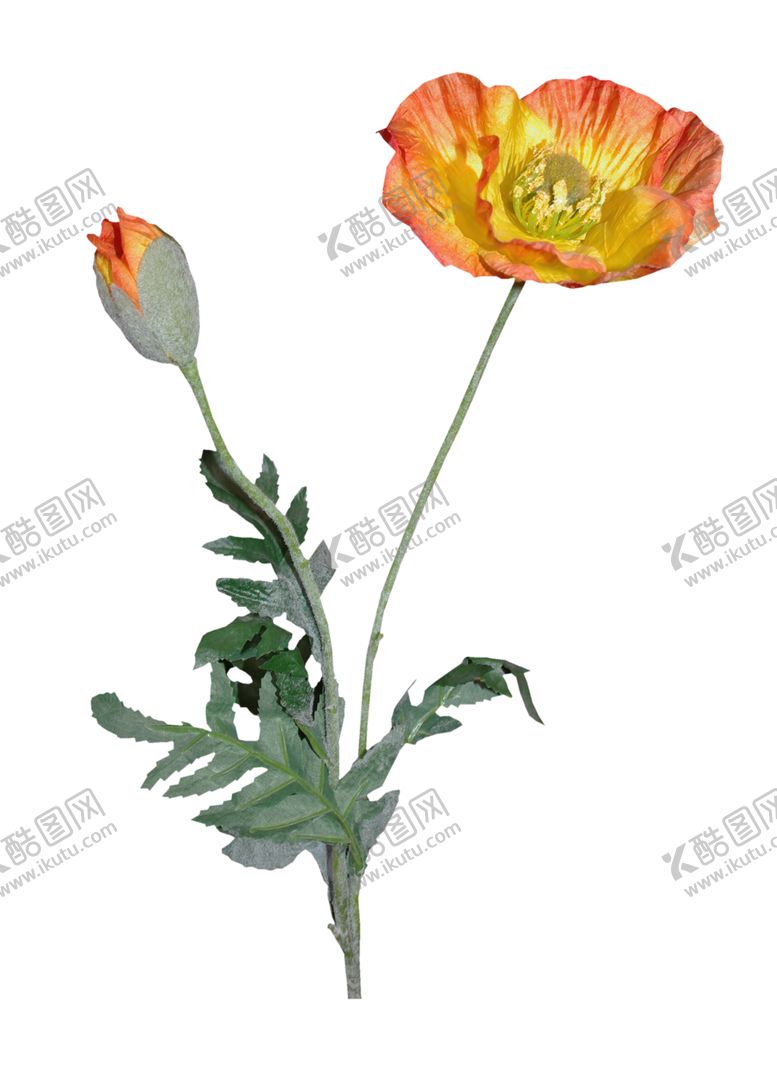 编号：72688707091259207647【酷图网】源文件下载-鲜花素材