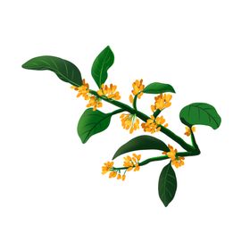 手绘桂花png免抠素材中秋风景广告设计PNG