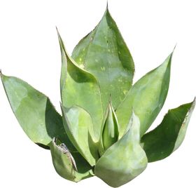 植物免扣素材