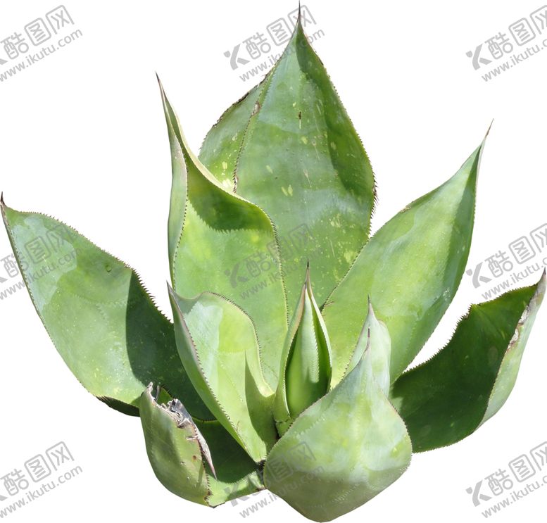 编号：83133807130920591800【酷图网】源文件下载-免扣植物素材