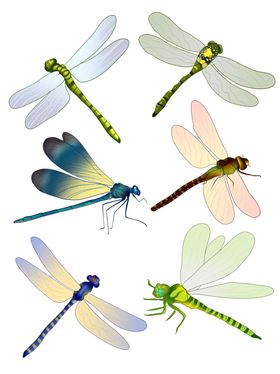 蜻蜓
