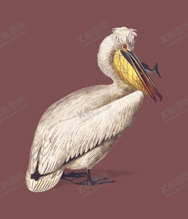 编号：60527706240811362299【酷图网】源文件下载-鸟类插画