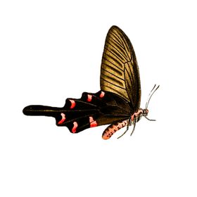 蝴蝶透明PNG免扣