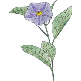 花图片