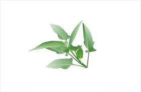 空心菜