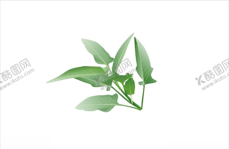 编号：48197909260127247566【酷图网】源文件下载-空心菜