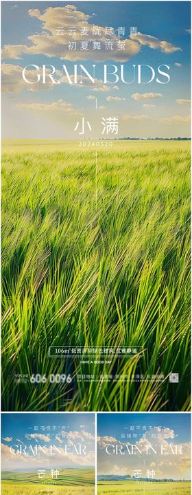 小满节气麦穗海报