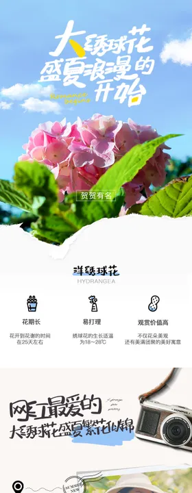 绣球花花卉详情页