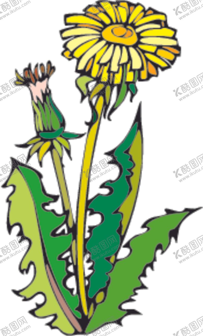 编号：82443707132250434821【酷图网】源文件下载-菊花