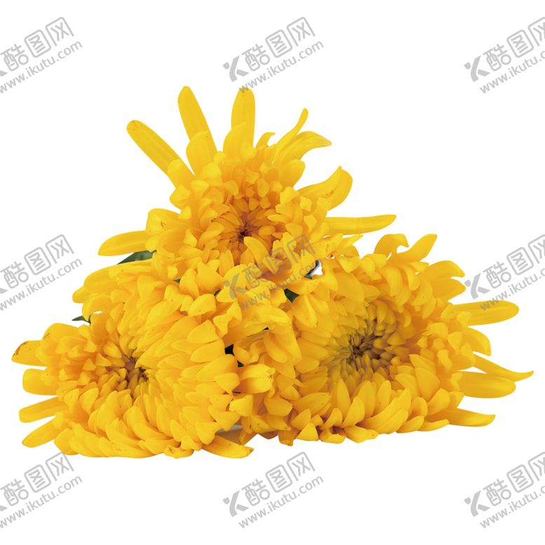 编号：41943401200953038606【酷图网】源文件下载-黄色菊花小雏菊PNG免扣鲜花