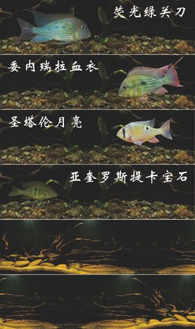 观赏鱼