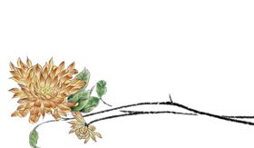 菊花素材