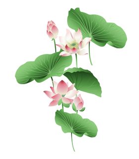 荷花