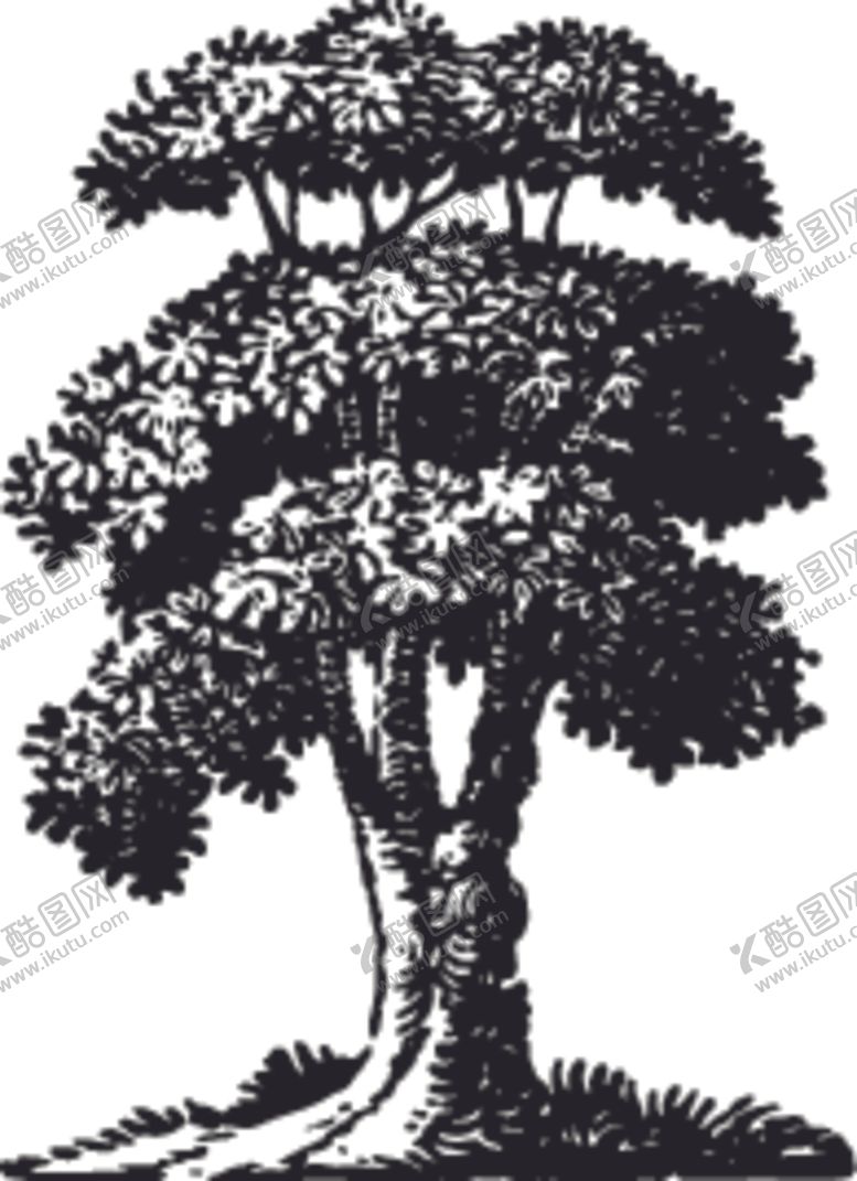 编号：47051210070336144134【酷图网】源文件下载-植物系列树木
