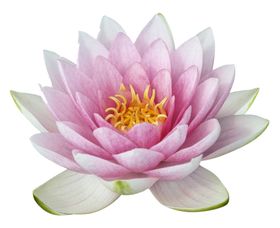 莲花