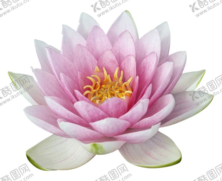 编号：34175805111735345084【酷图网】源文件下载-莲花