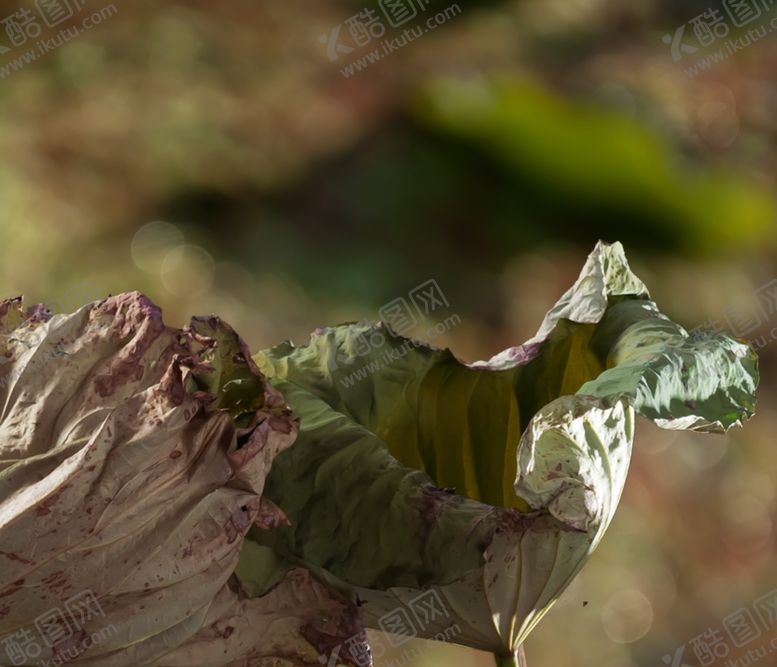 编号：84925309110713572431【酷图网】源文件下载-摄影模板