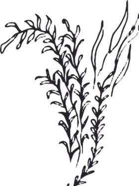 手绘花卉元素