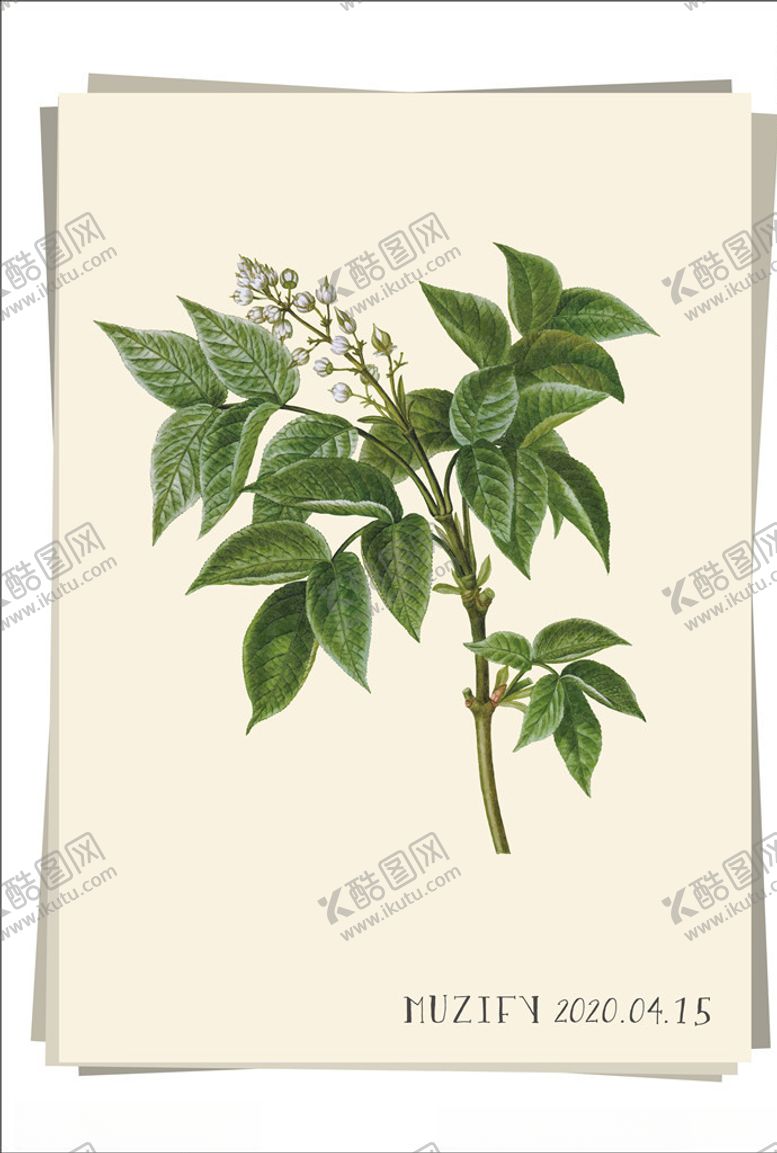 编号：74674010050934529551【酷图网】源文件下载-扁豆树植物图鉴