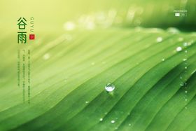 清新风景谷雨节气宣传海报