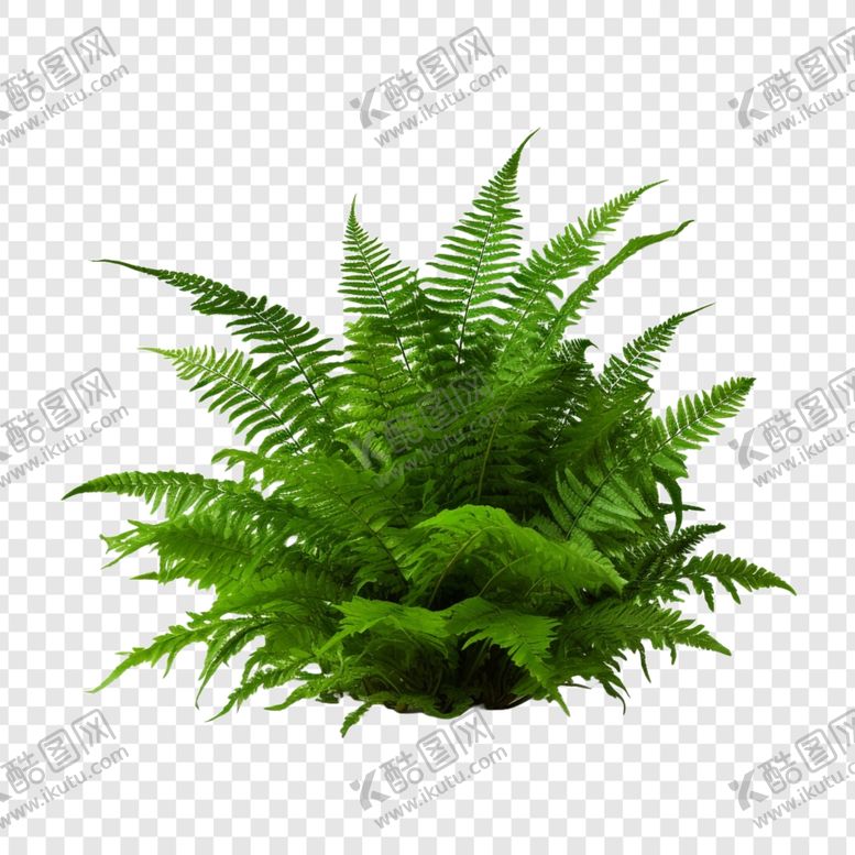 编号：73774702250407137813【酷图网】源文件下载-蕨类植物