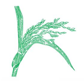 麦穗