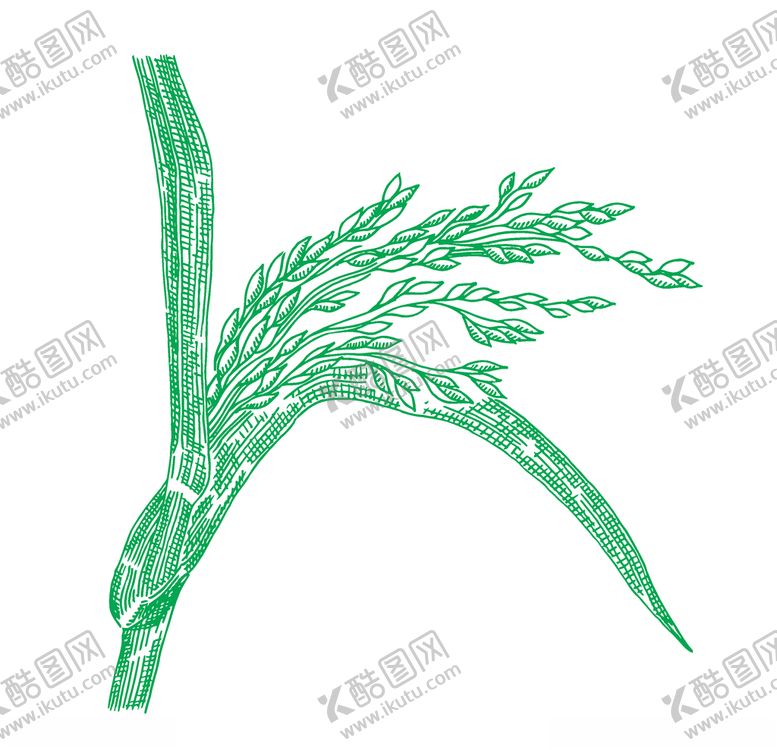 编号：97060309091549265238【酷图网】源文件下载-麦穗
