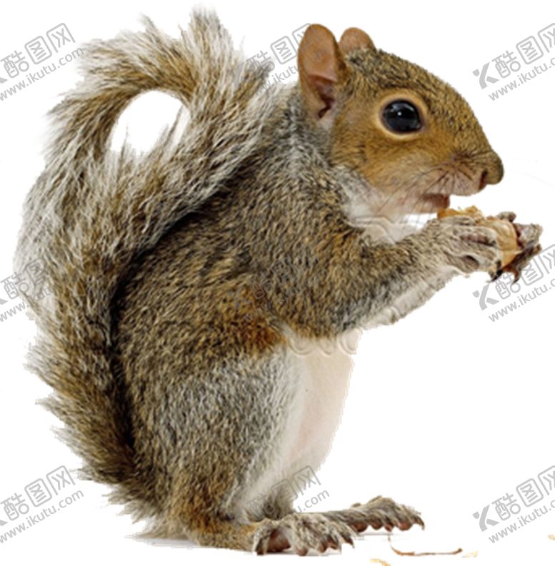 编号：16564009291342231252【酷图网】源文件下载-松鼠