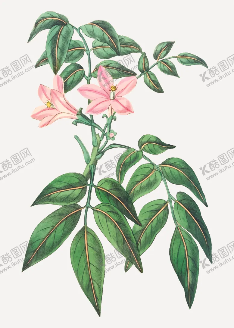 编号：36087907121110531743【酷图网】源文件下载-叶子