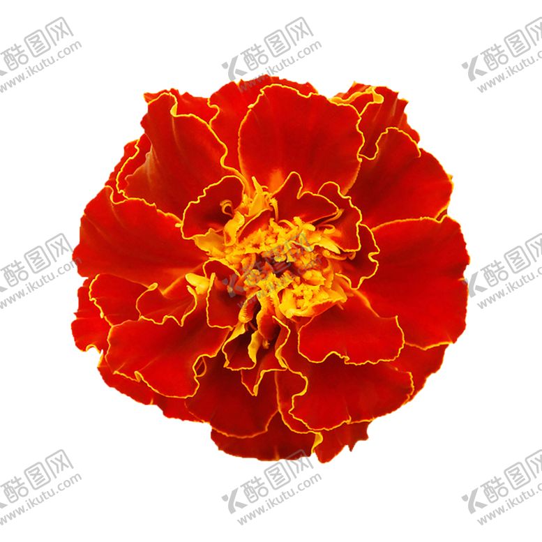 编号：44734806250636206074【酷图网】源文件下载-鲜花素材