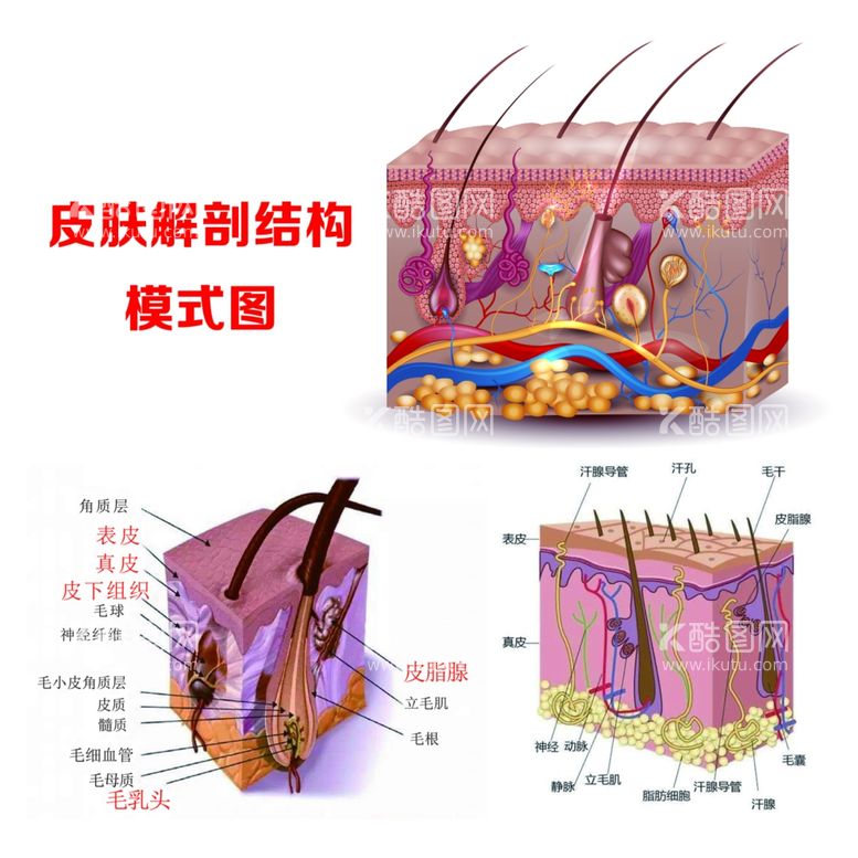 编号：60251811270613481845【酷图网】源文件下载-皮肤解剖结构图 