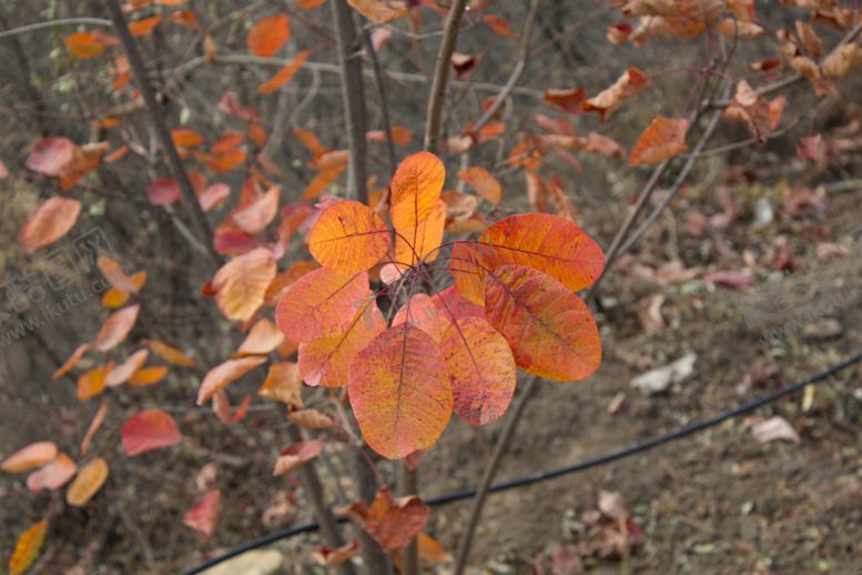 编号：91154109220434359911【酷图网】源文件下载-黄栌